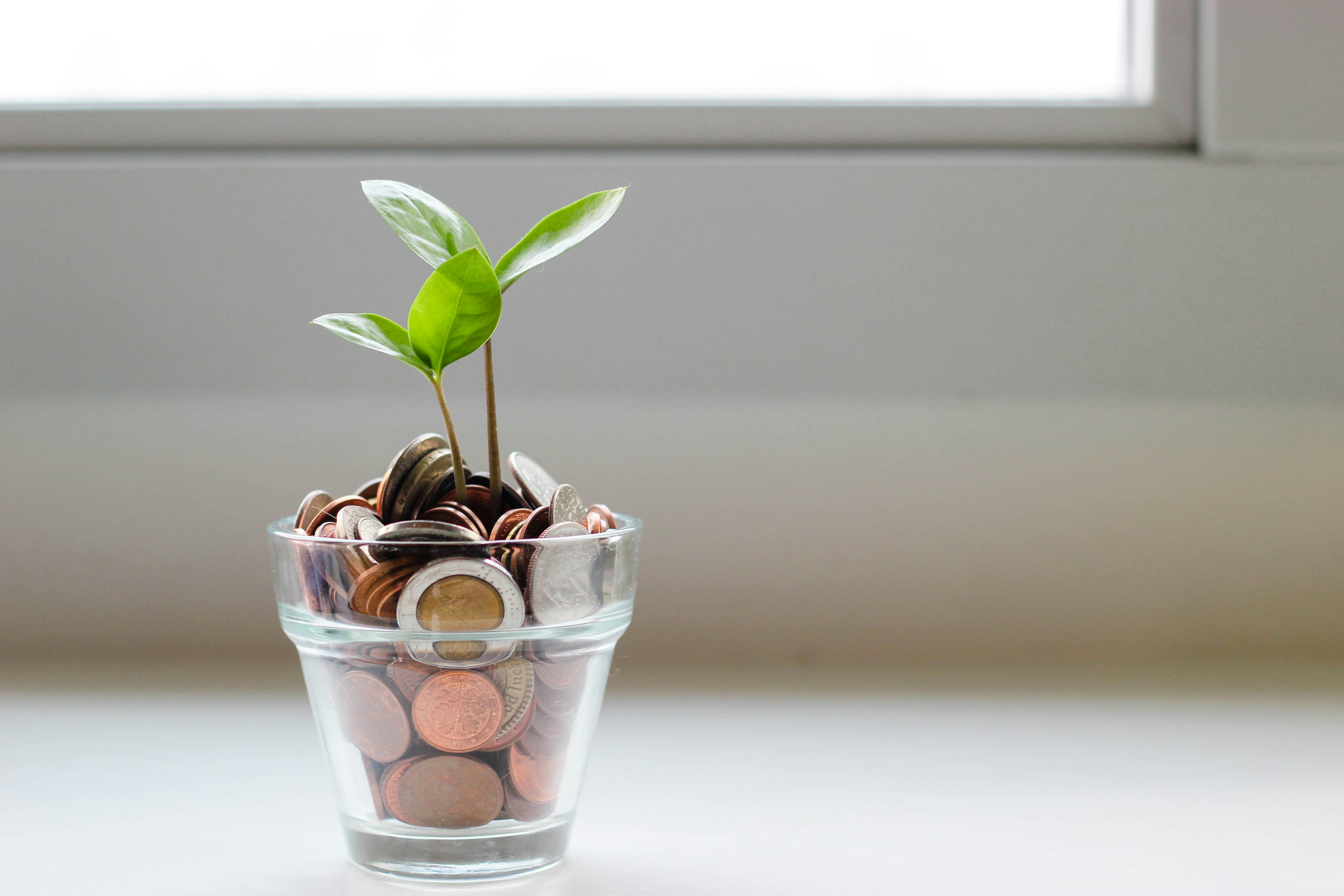 Plant growing from coins, symbolizing financial growth